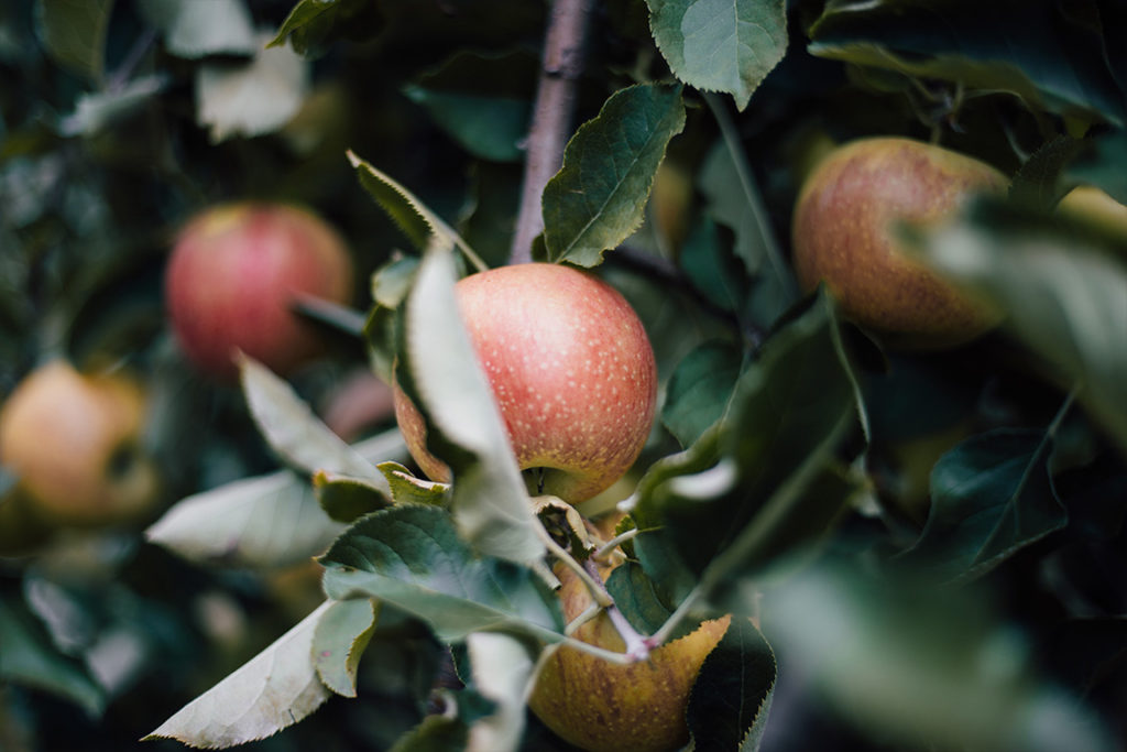 Red and yellow apples hanging on a tree.