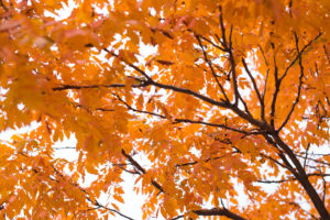 upward view of tree in fall with orange colored leaves