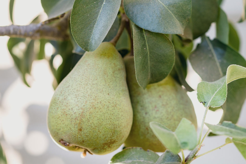 close up of two green pears hanging on tree