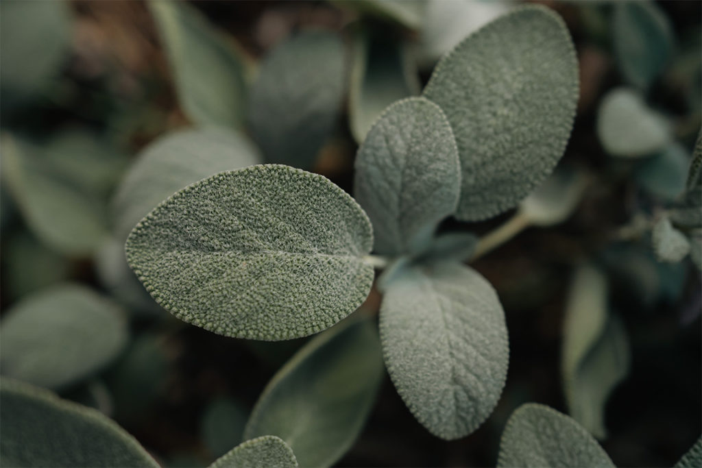 close up of green sage leaves