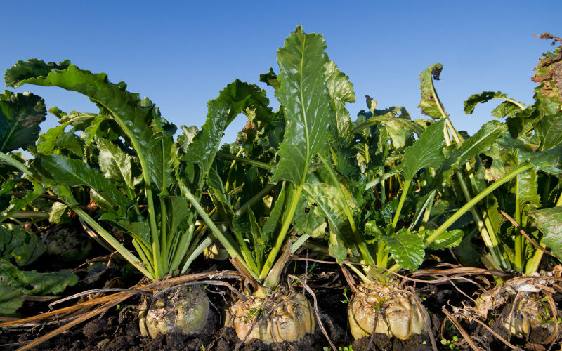 Sugar beet plants