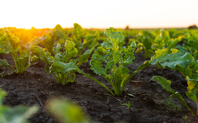 sugar beet field