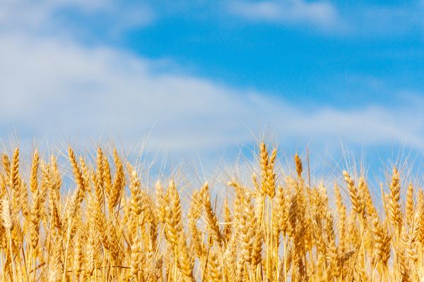 oats in a field