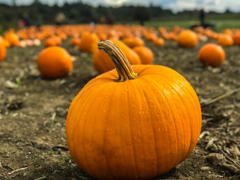 Pumpkin in a field.