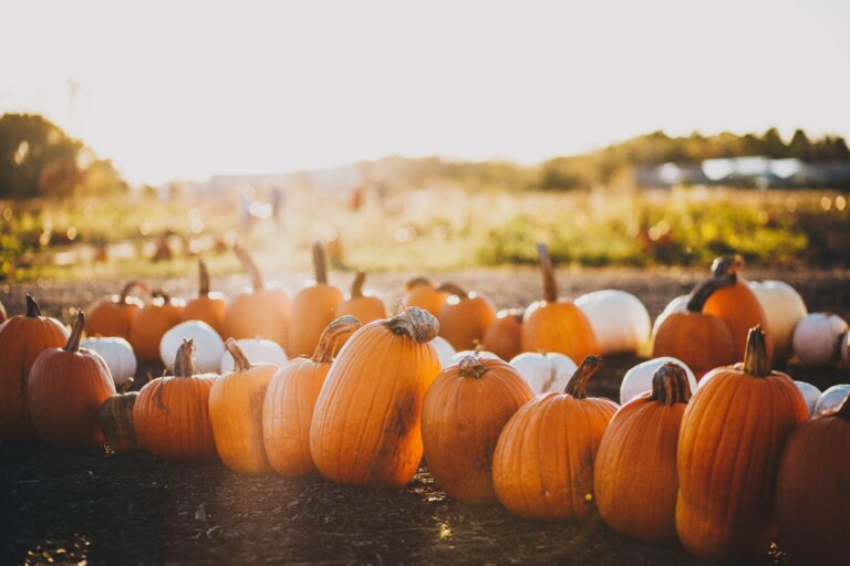 Pumpkins in a field.