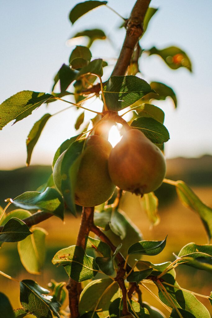 Pears during an October sunset.