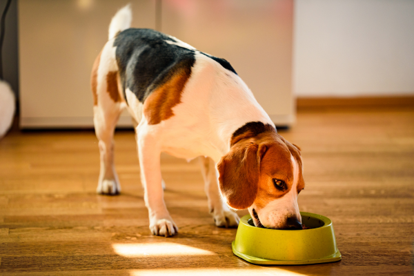 Pet Food Manufacturer