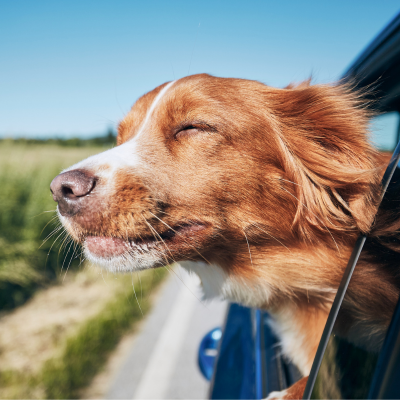 A photo of a dog sticking its head out the window of a car.