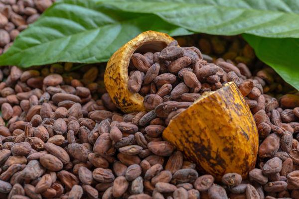 A photo of a pile of cocoa beans with the beans spilling out of the fruit in the middle.