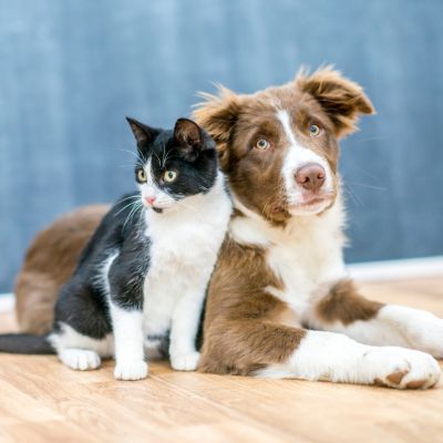 A photo of a black and white cat sitting next to a brown and white dog that's laying down on wooden floors.
